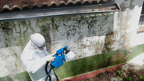 Top rated local Mold Remediation specialists in Royal Oak, MD